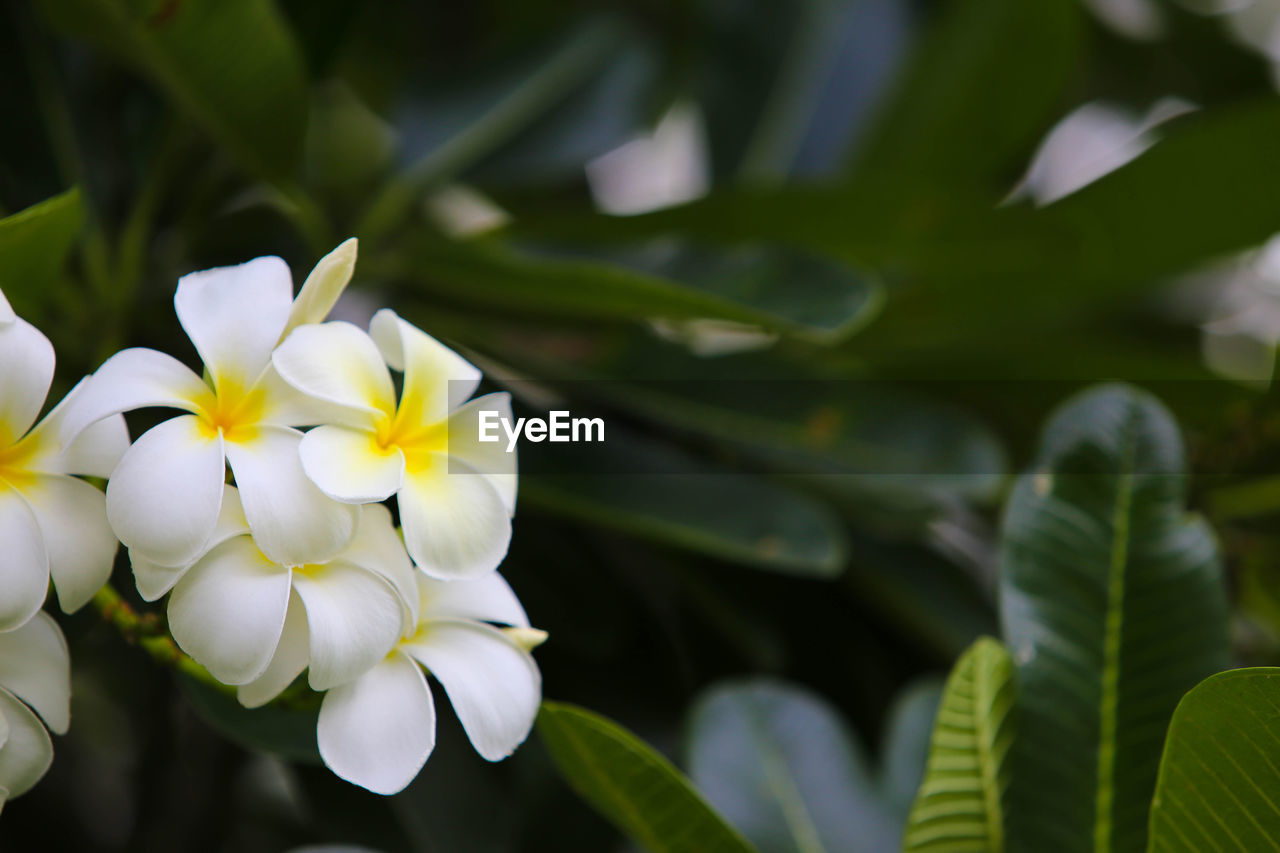 CLOSE-UP OF WHITE FLOWERING PLANT OUTDOORS