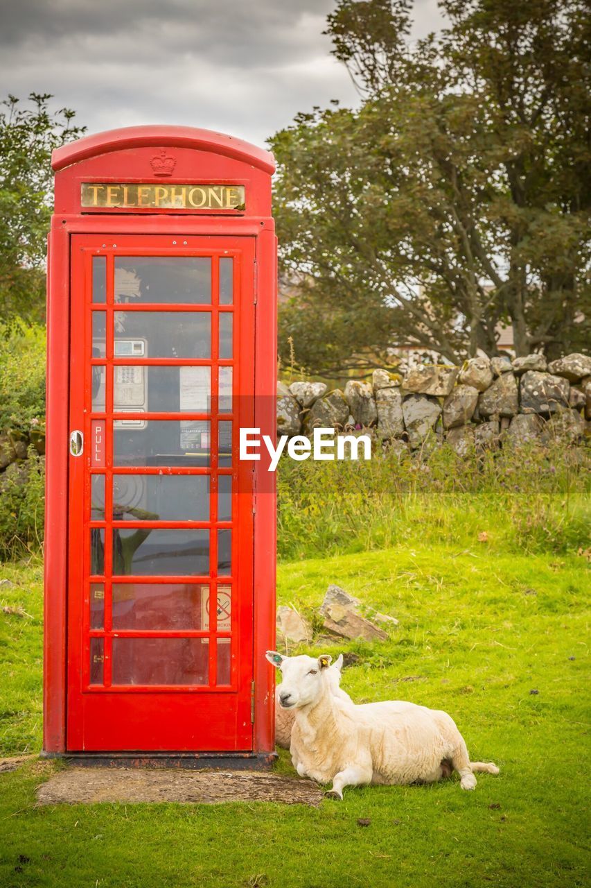 Sheep sitting by telephone booth on grass against sky