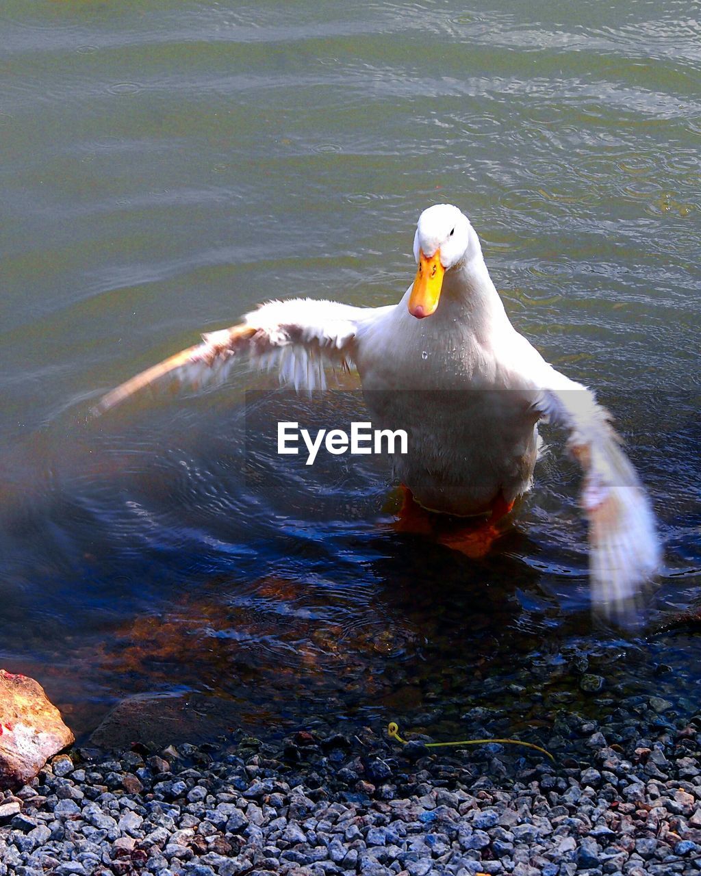 CLOSE-UP OF SEAGULL PERCHING ON RIPPLED WATER