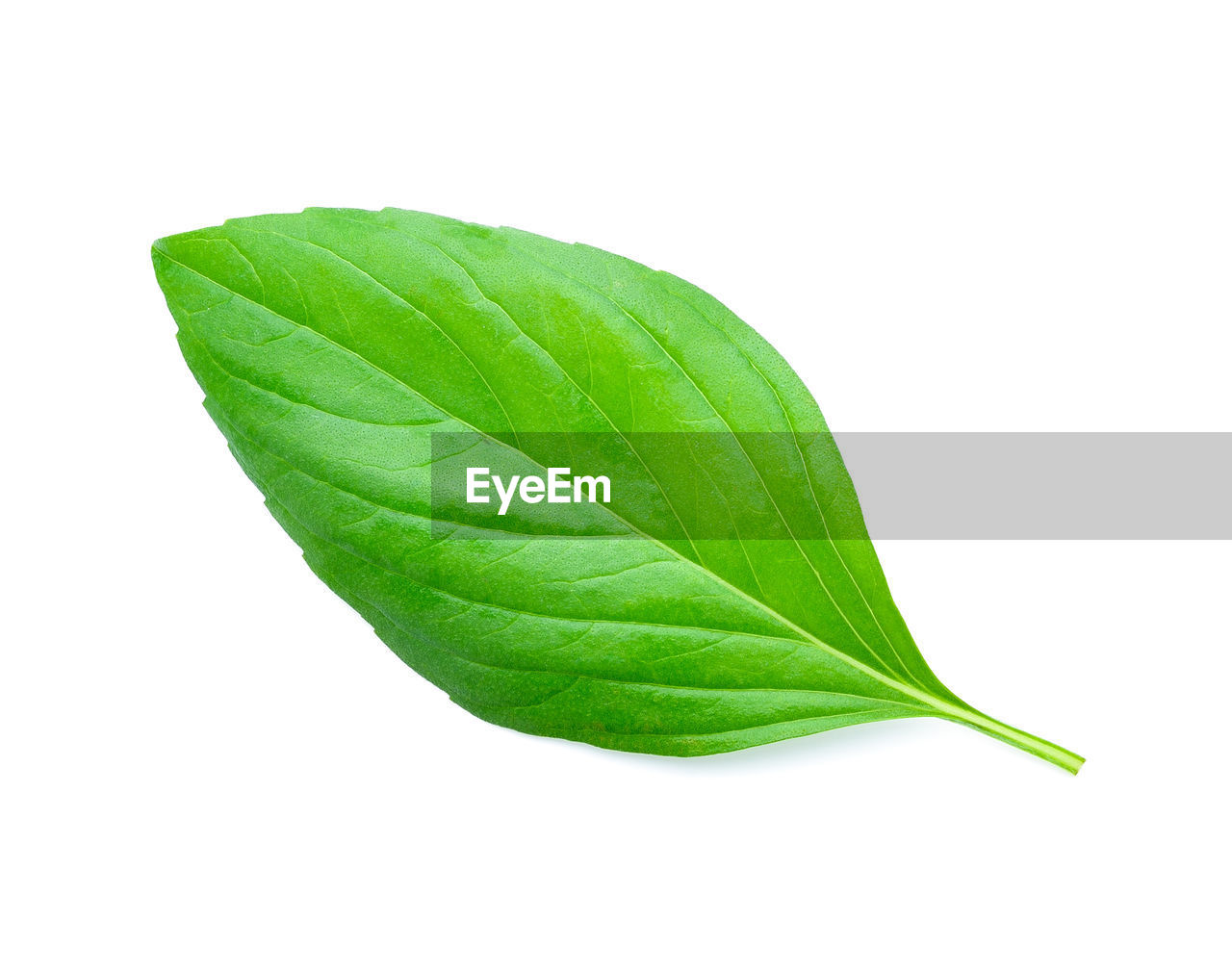 CLOSE-UP OF GREEN LEAF ON WHITE BACKGROUND