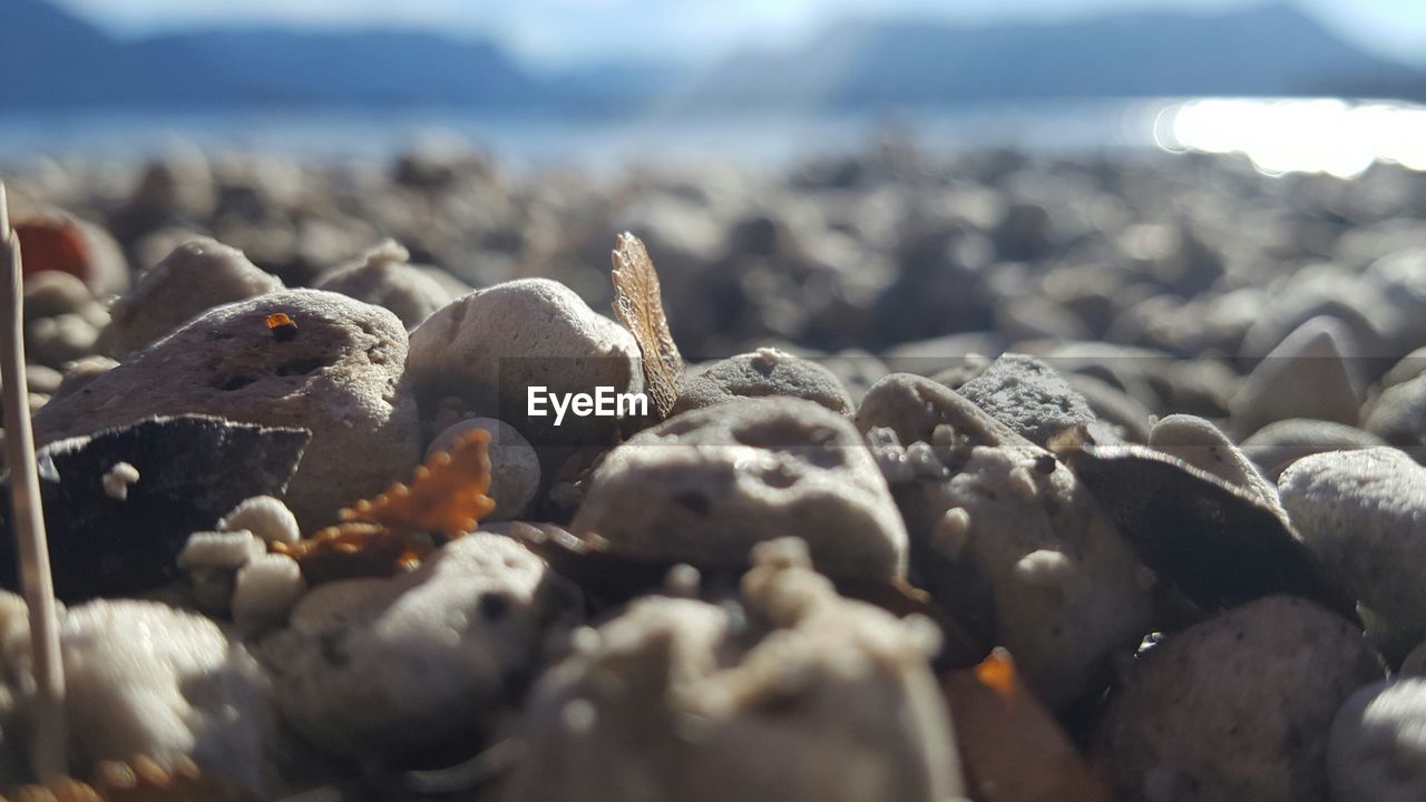 CLOSE-UP OF CRAB ON BEACH