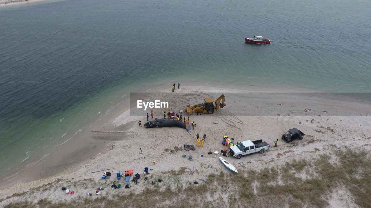 High angle view of people standing by whale and earth mover on beach