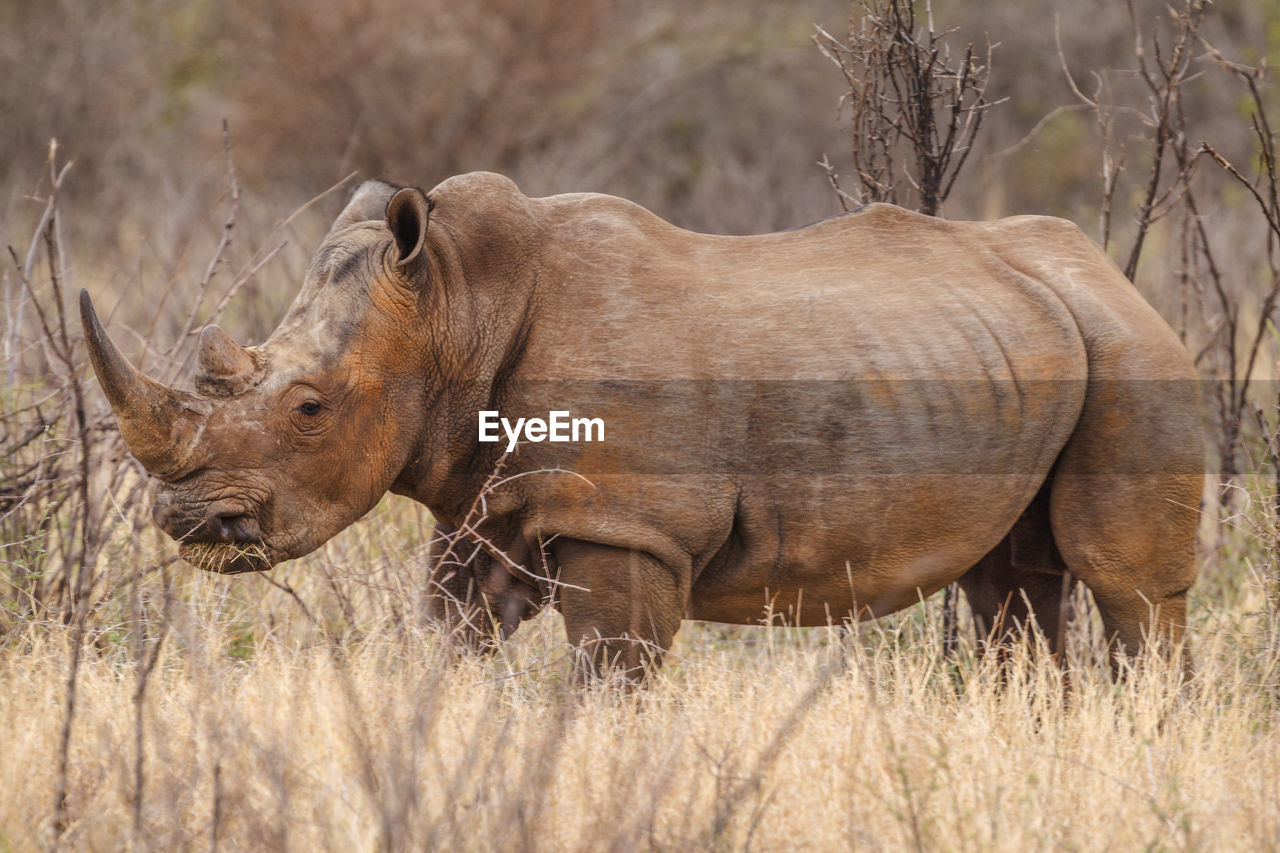 Rhinoceros on field