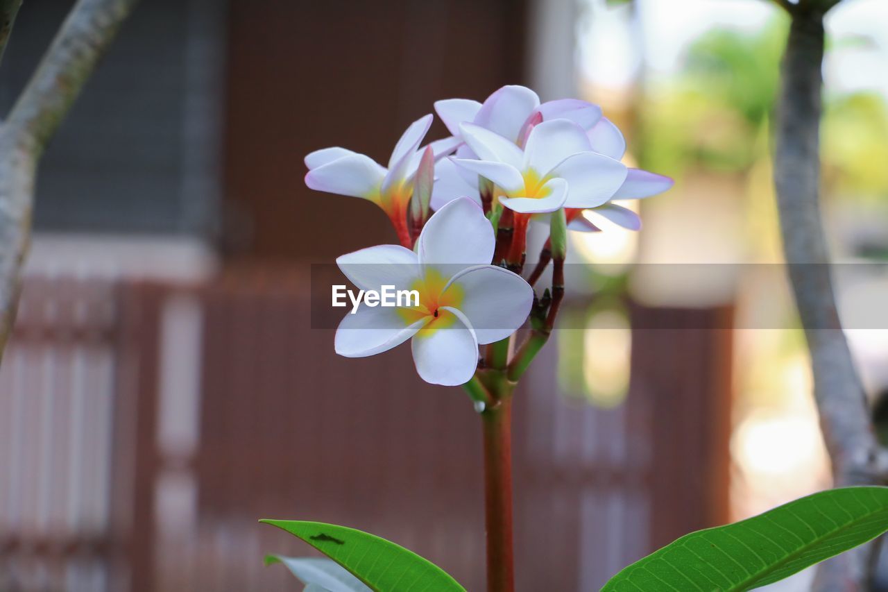 Close-up of white flowering plant