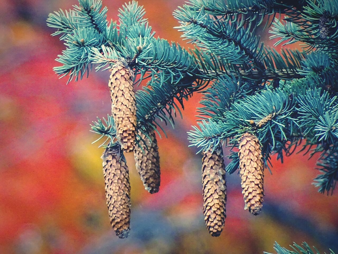 Low angle view of pine cones