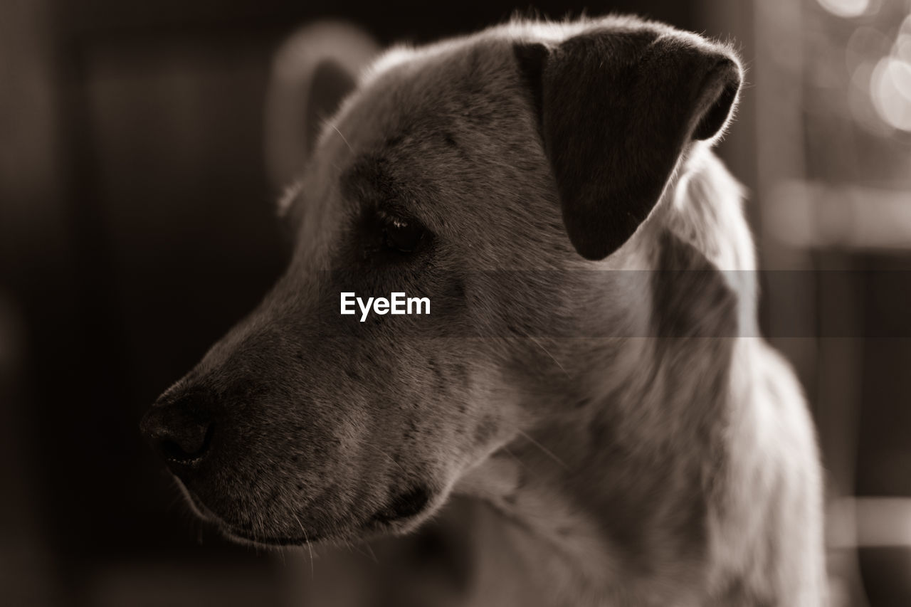 Close-up of dog looking away at home