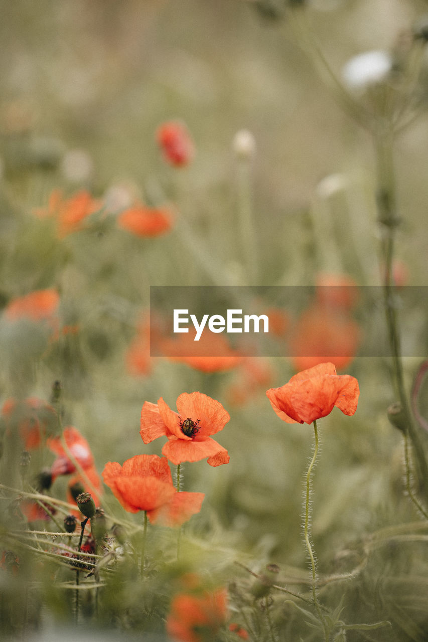 Poppies in a meadow in summertime