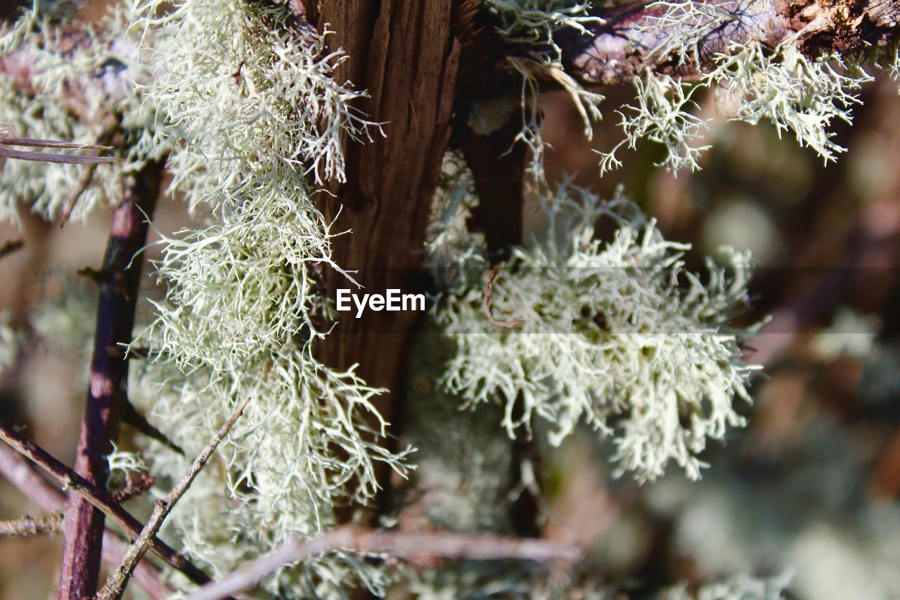 CLOSE-UP OF FLOWERS ON TREE