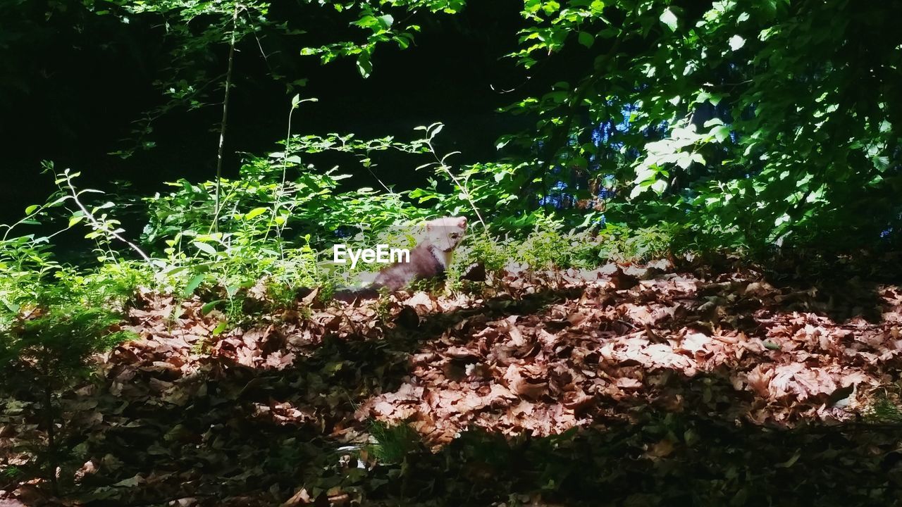 DOG IN FOREST