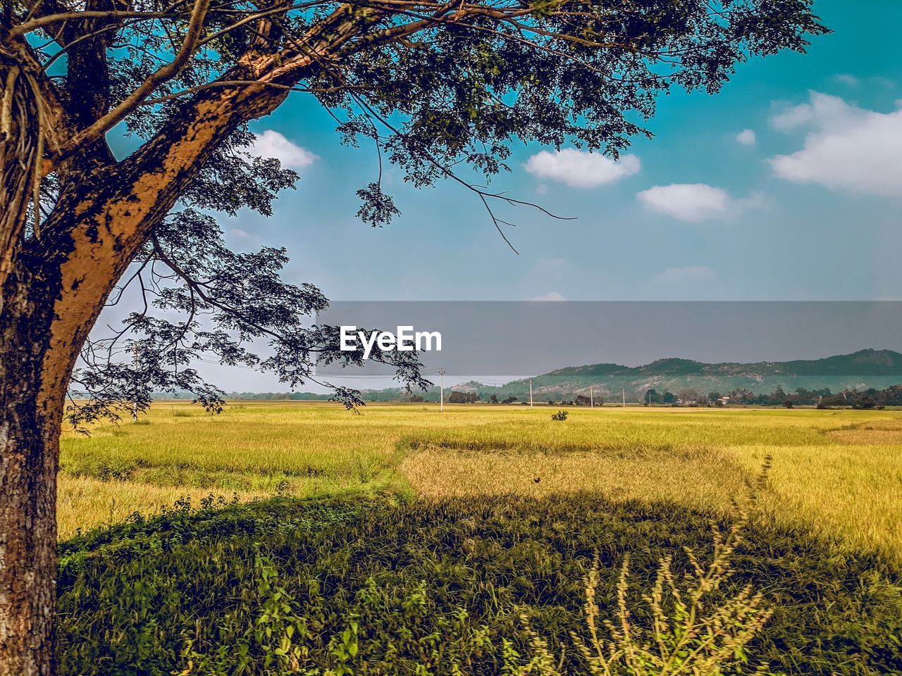 SCENIC VIEW OF FIELD AGAINST SKY DURING AUTUMN