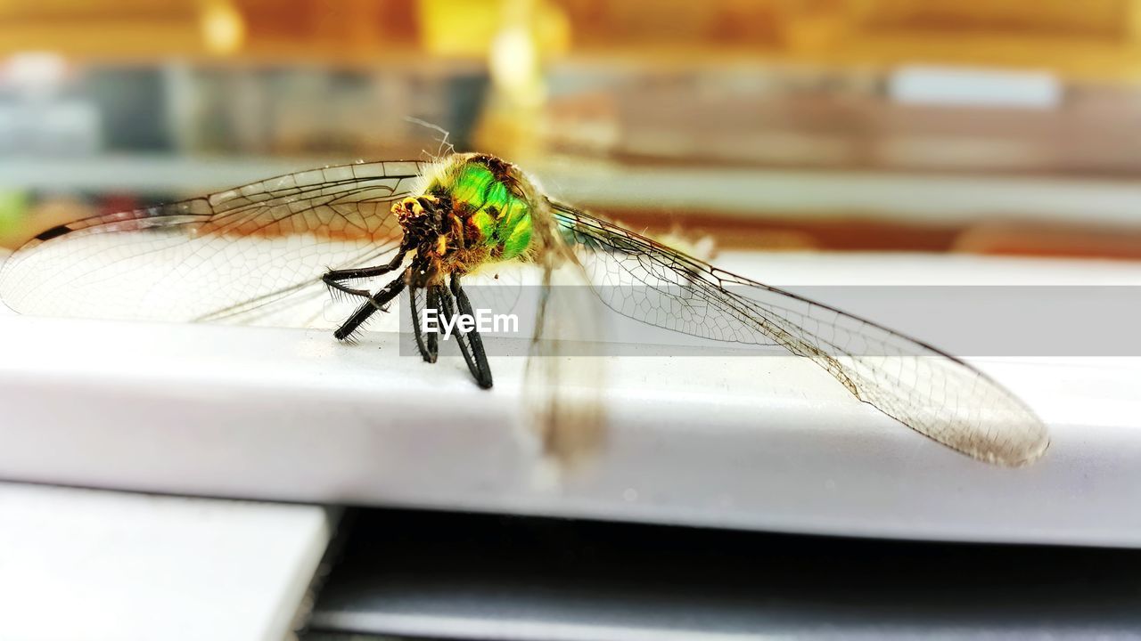 CLOSE-UP OF INSECT ON WALL