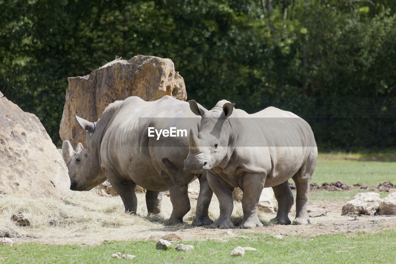 Rhinoceroses standing in forest