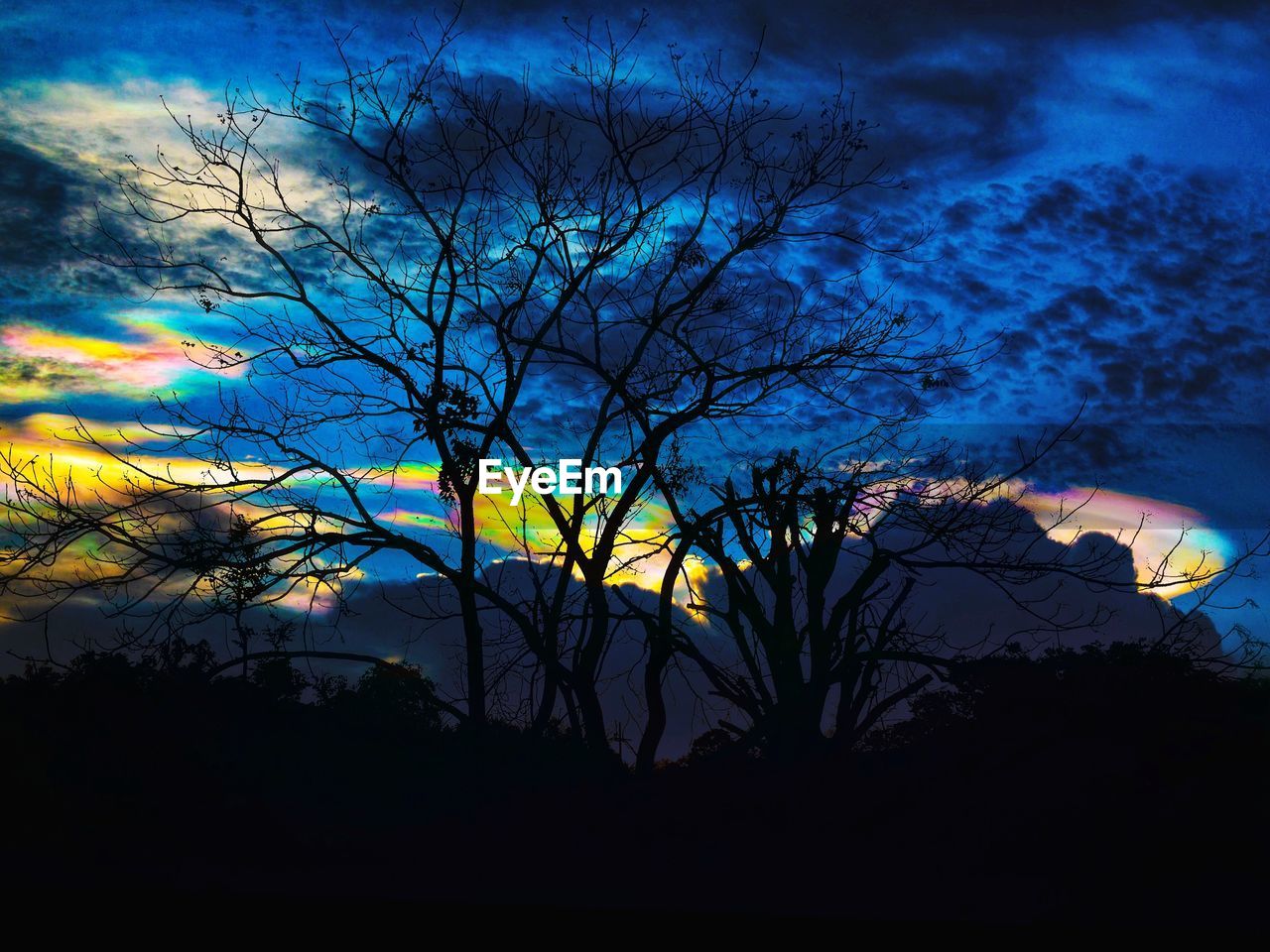 LOW ANGLE VIEW OF SILHOUETTE BARE TREES AT NIGHT