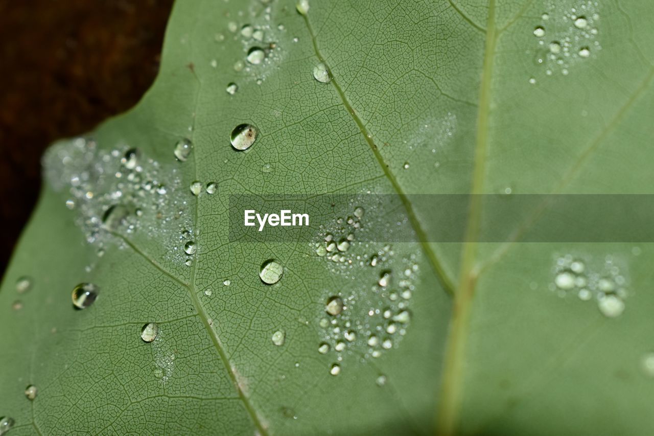 Close-up of raindrops on leaves