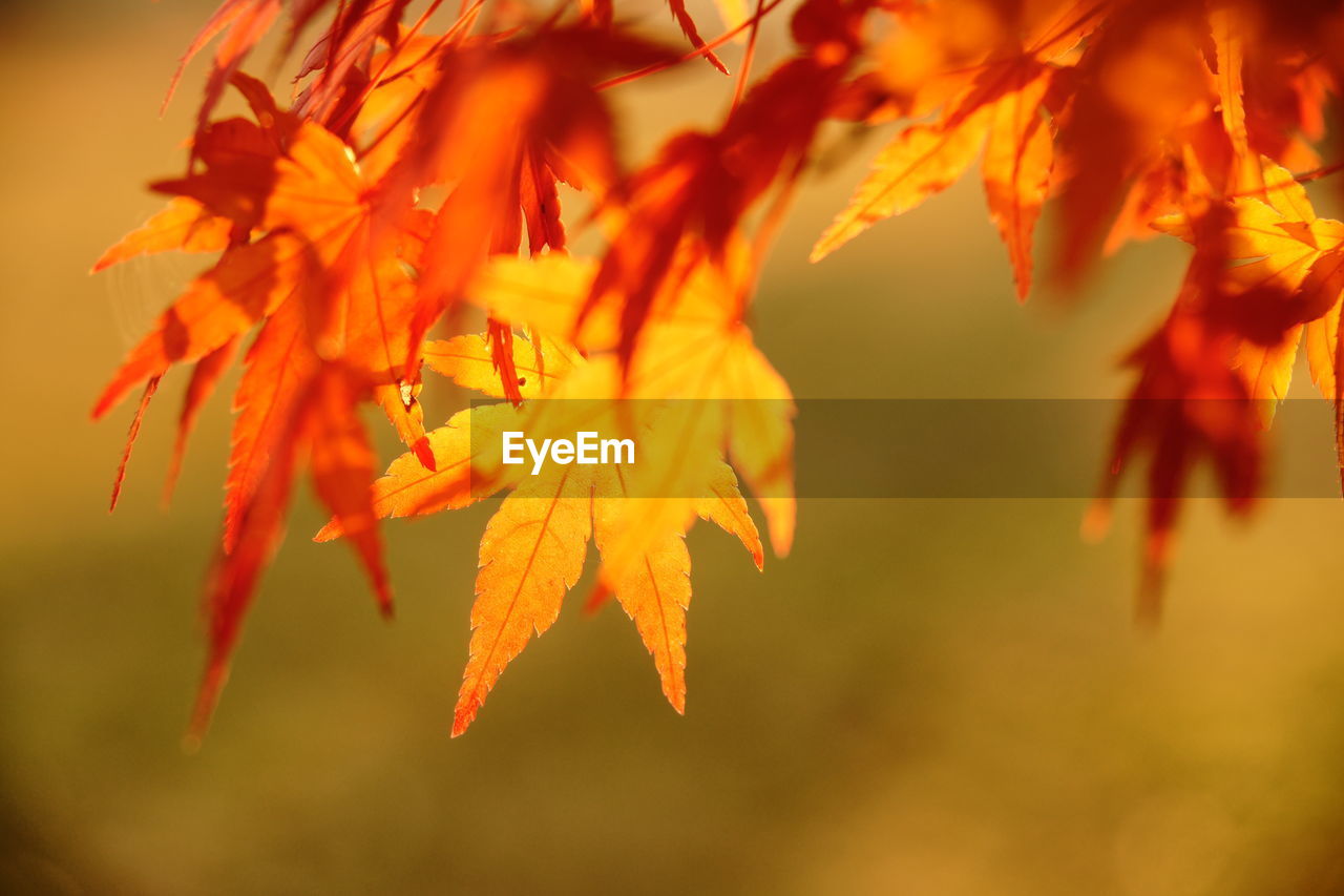 CLOSE-UP OF ORANGE MAPLE LEAVES ON TREE DURING AUTUMN