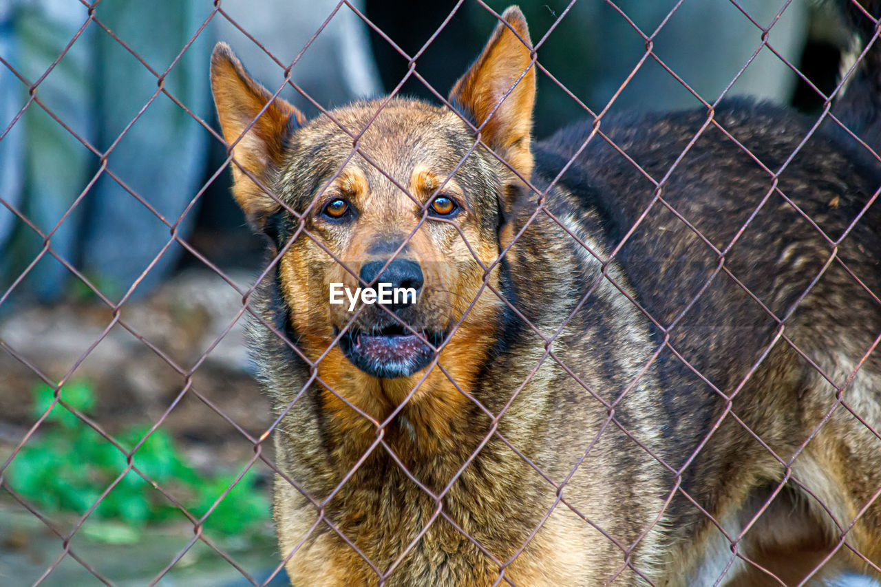 animal, animal themes, one animal, mammal, fence, dog, pet, chainlink fence, portrait, animal shelter, looking at camera, domestic animals, canine, security, protection, wildlife, no people, german shepherd, animal body part, cage, animal wildlife, outdoors, day, metal, animals in captivity, close-up