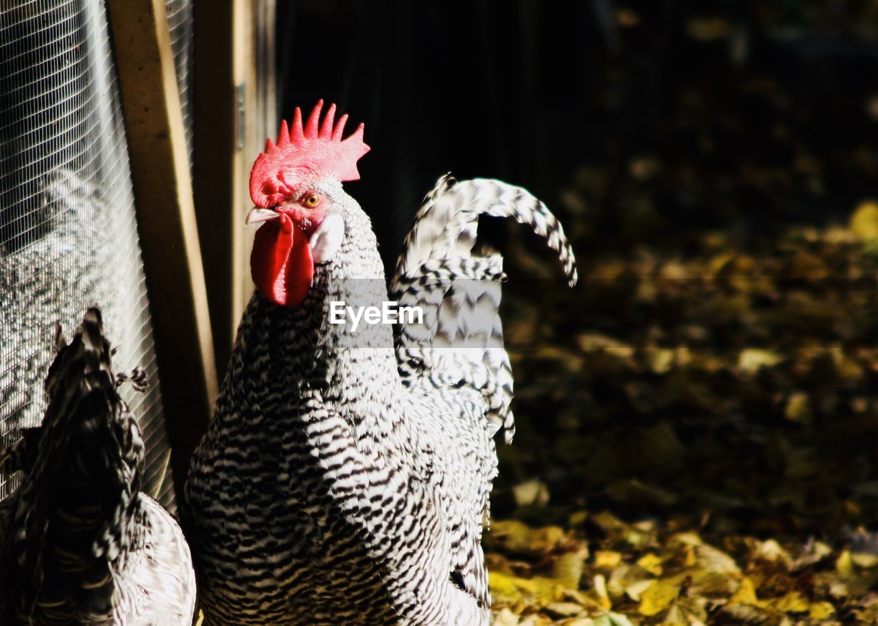 CLOSE-UP OF ROOSTER AGAINST BLURRED BACKGROUND