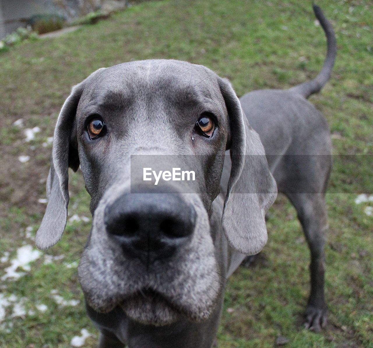 CLOSE-UP PORTRAIT OF DOG OUTDOORS