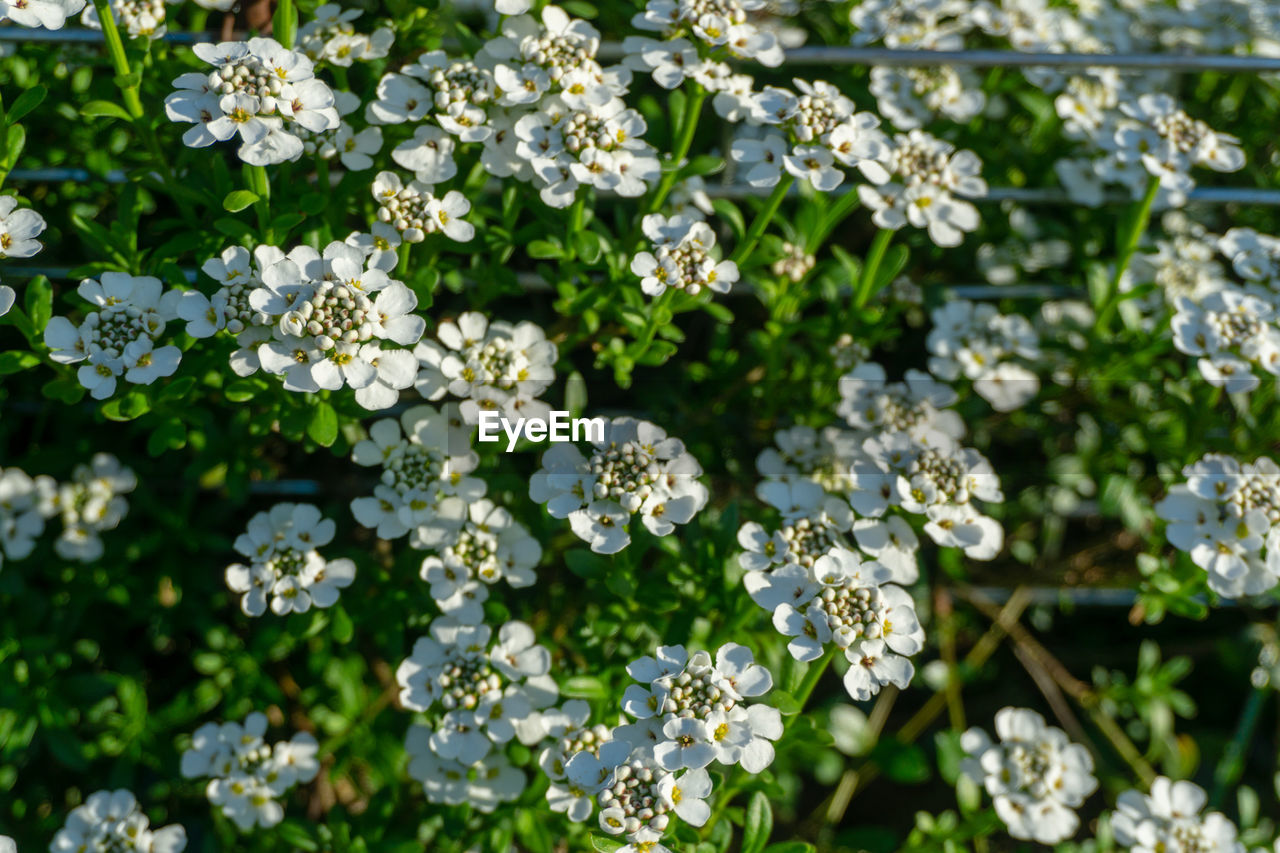 Close-up of white flowering plants