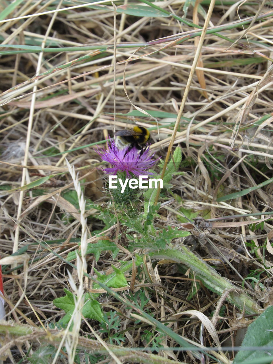 PURPLE FLOWERS BLOOMING ON FIELD