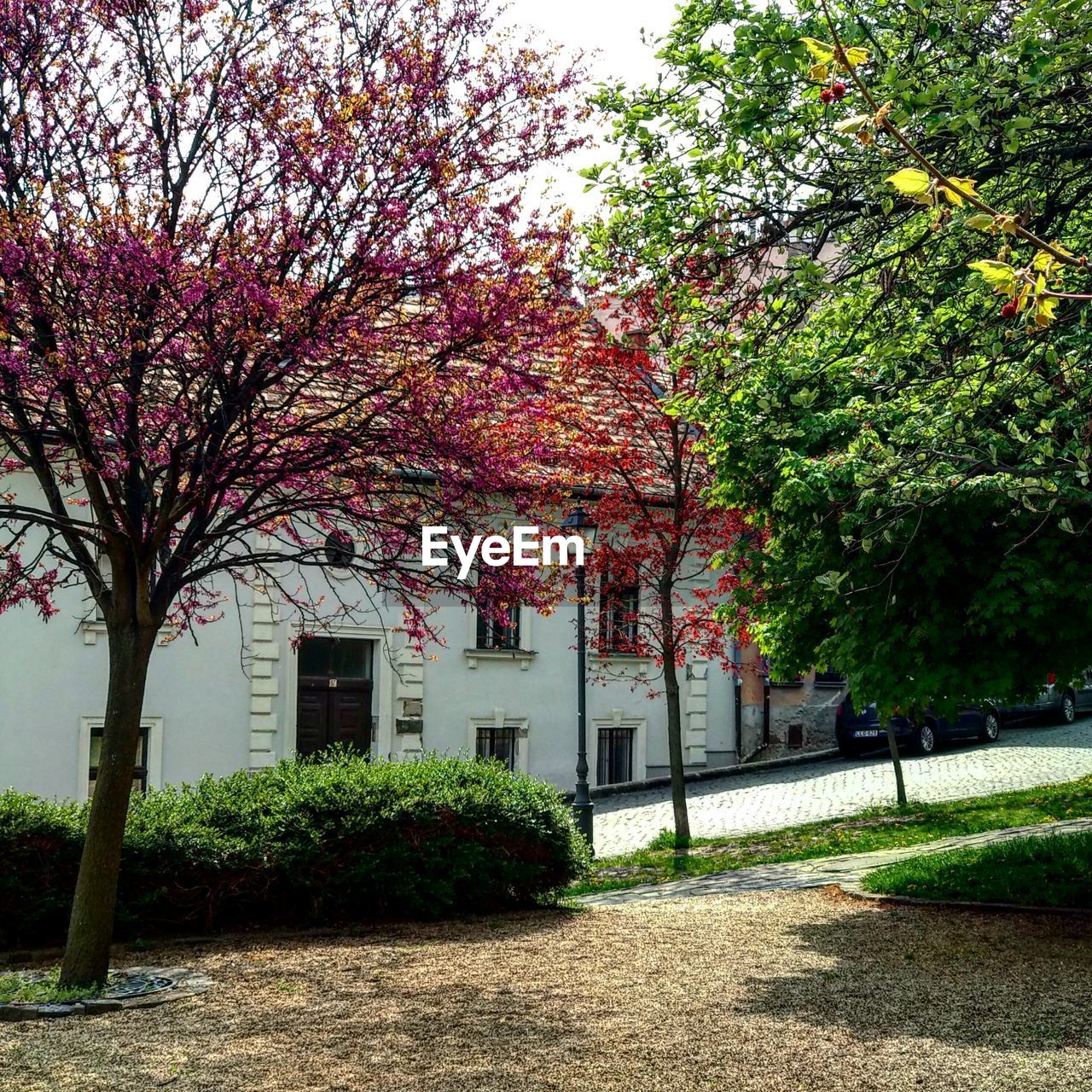 CHERRY BLOSSOM TREE IN PARK