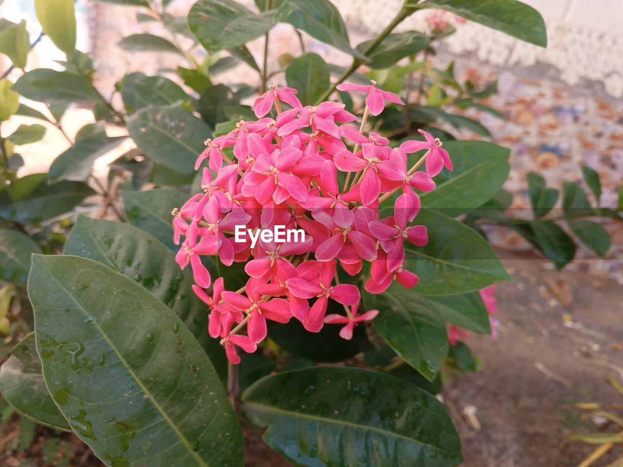 plant, flowering plant, flower, plant part, leaf, beauty in nature, growth, freshness, nature, pink, fragility, close-up, petal, shrub, flower head, inflorescence, day, no people, outdoors, focus on foreground