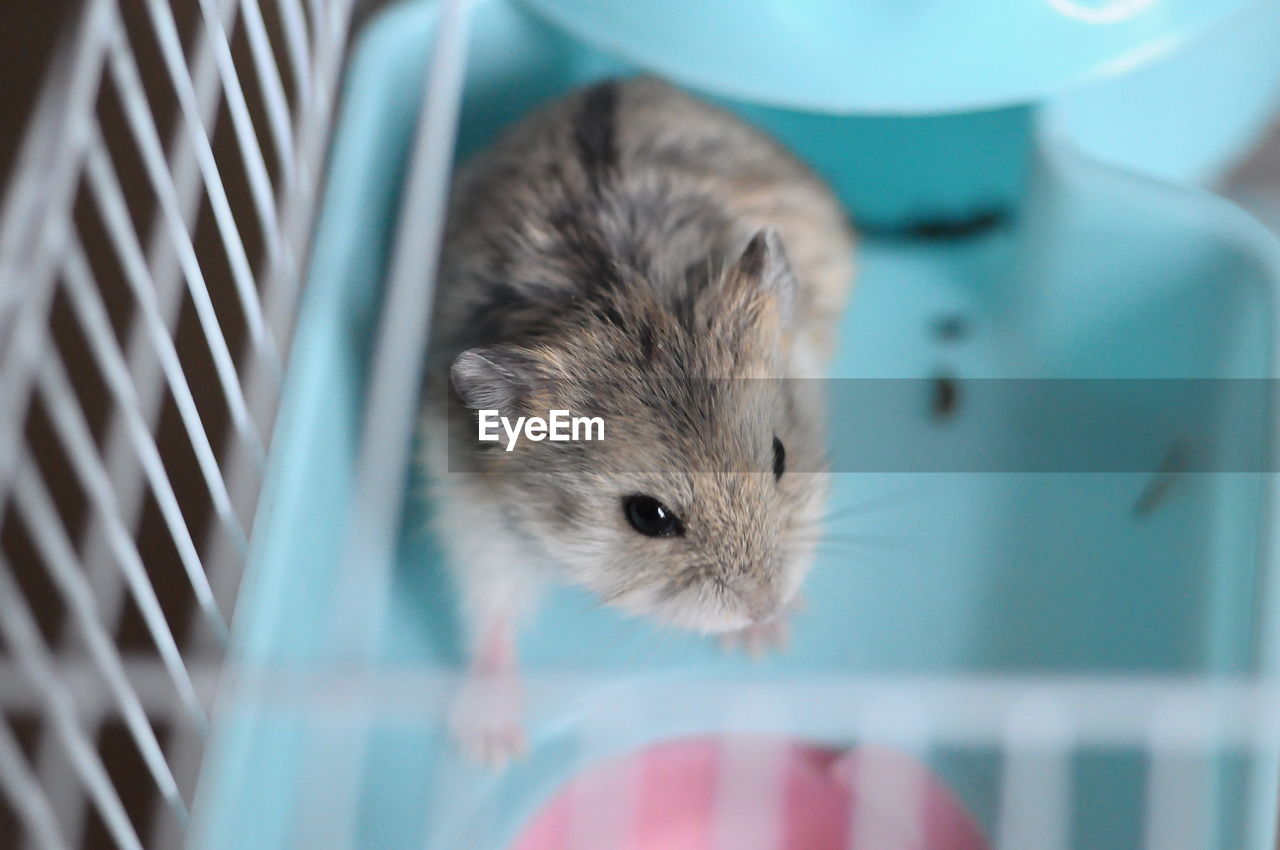 Close-up portrait of a hamster in cage