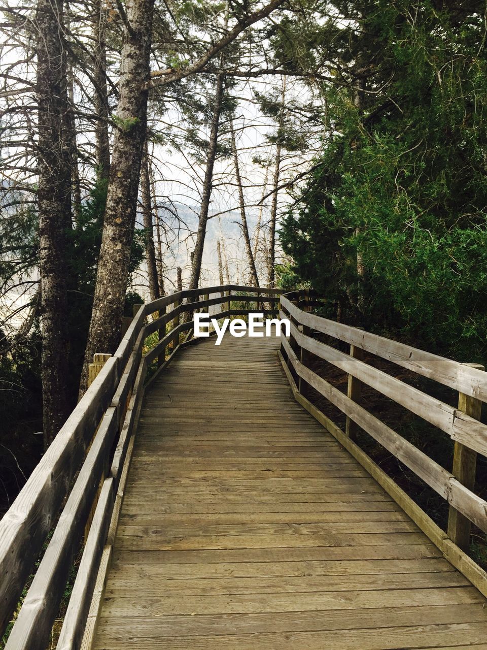 FOOTBRIDGE AMIDST TREES IN FOREST