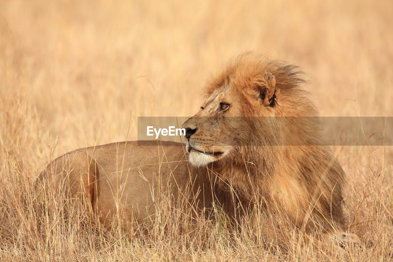 Low angle view of lion in field