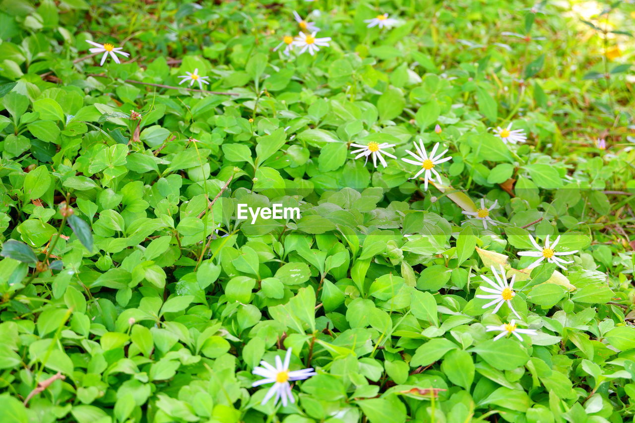 green, plant, leaf, plant part, growth, beauty in nature, nature, day, flower, no people, full frame, freshness, high angle view, backgrounds, outdoors, land, herb, tranquility, close-up, field, groundcover, flowering plant, foliage, shrub, lush foliage, fragility, lawn, wildflower