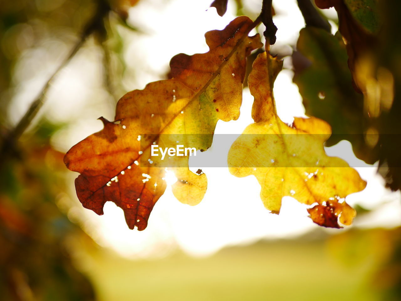 CLOSE-UP OF AUTUMN LEAF ON TREE