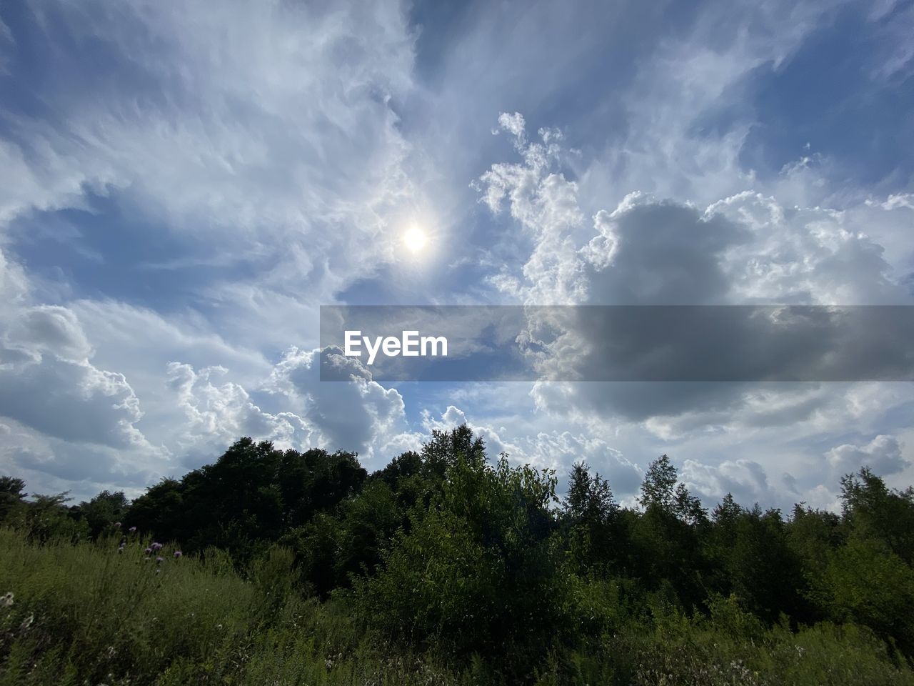 LOW ANGLE VIEW OF TREES AND PLANTS AGAINST SKY