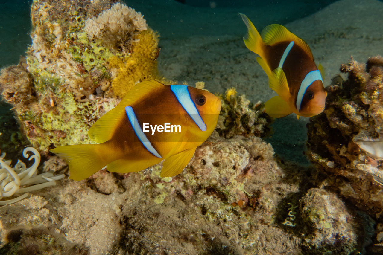 VIEW OF FISH SWIMMING