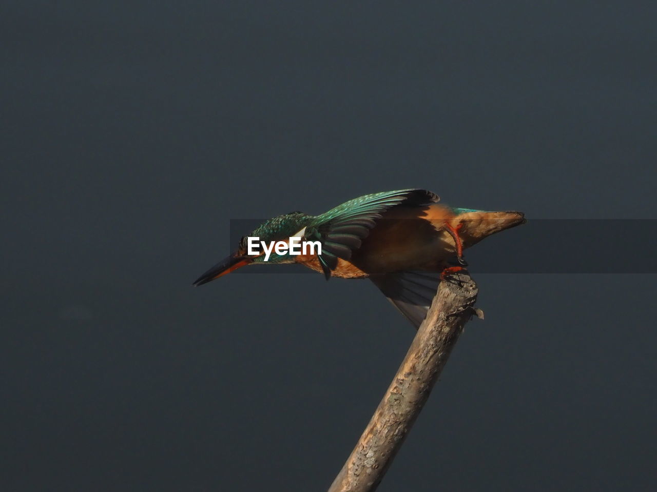 BIRD PERCHING ON BRANCH AGAINST SKY