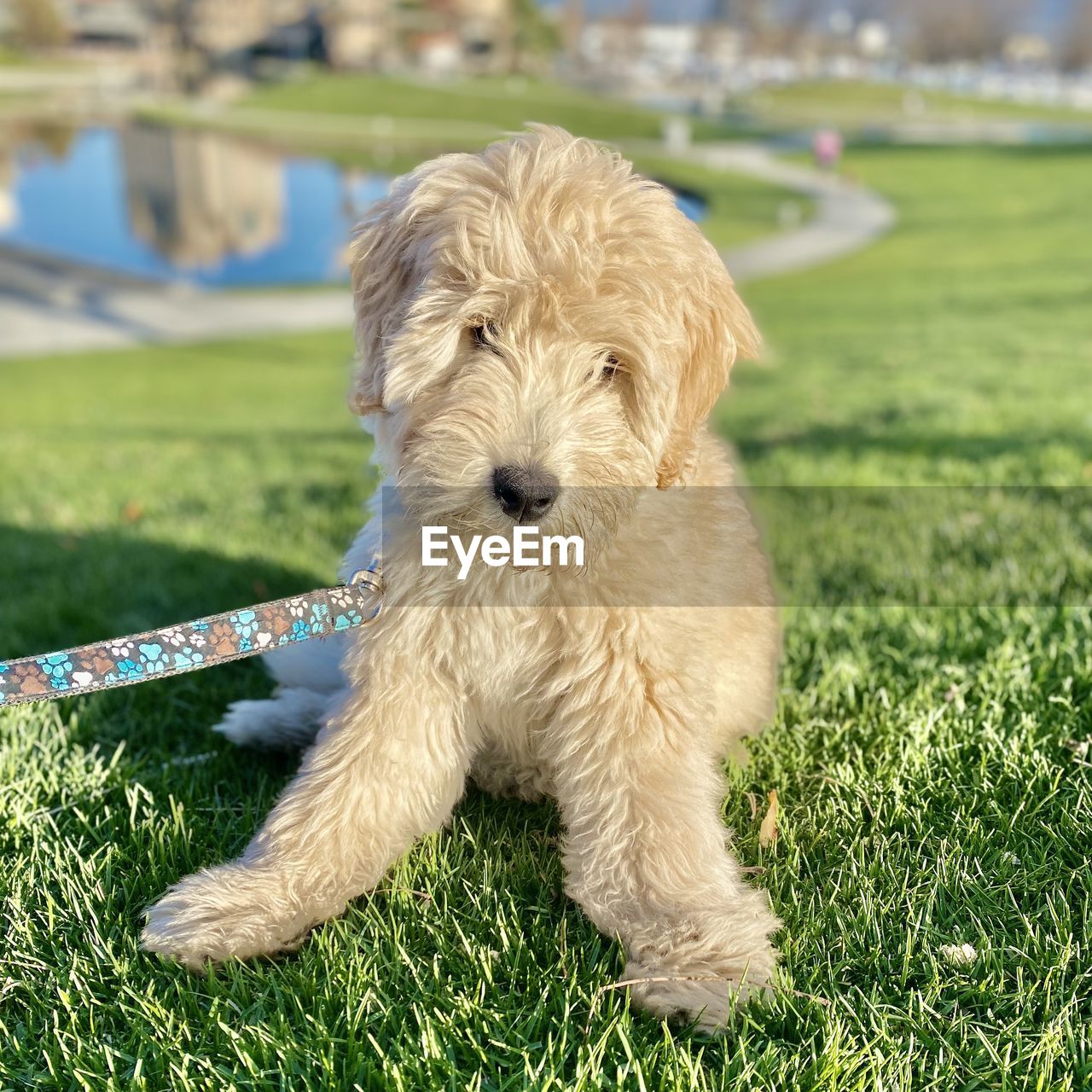 dog, canine, pet, domestic animals, one animal, animal themes, mammal, animal, grass, cute, plant, puppy, portrait, young animal, nature, lap dog, carnivore, cockapoo, green, animal hair, terrier, no people, purebred dog, lawn, outdoors, looking at camera