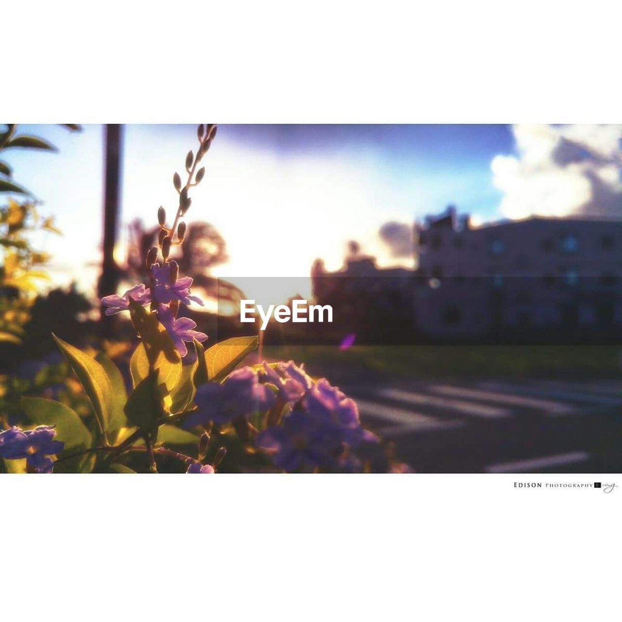 CLOSE-UP OF FLOWERS AGAINST SKY