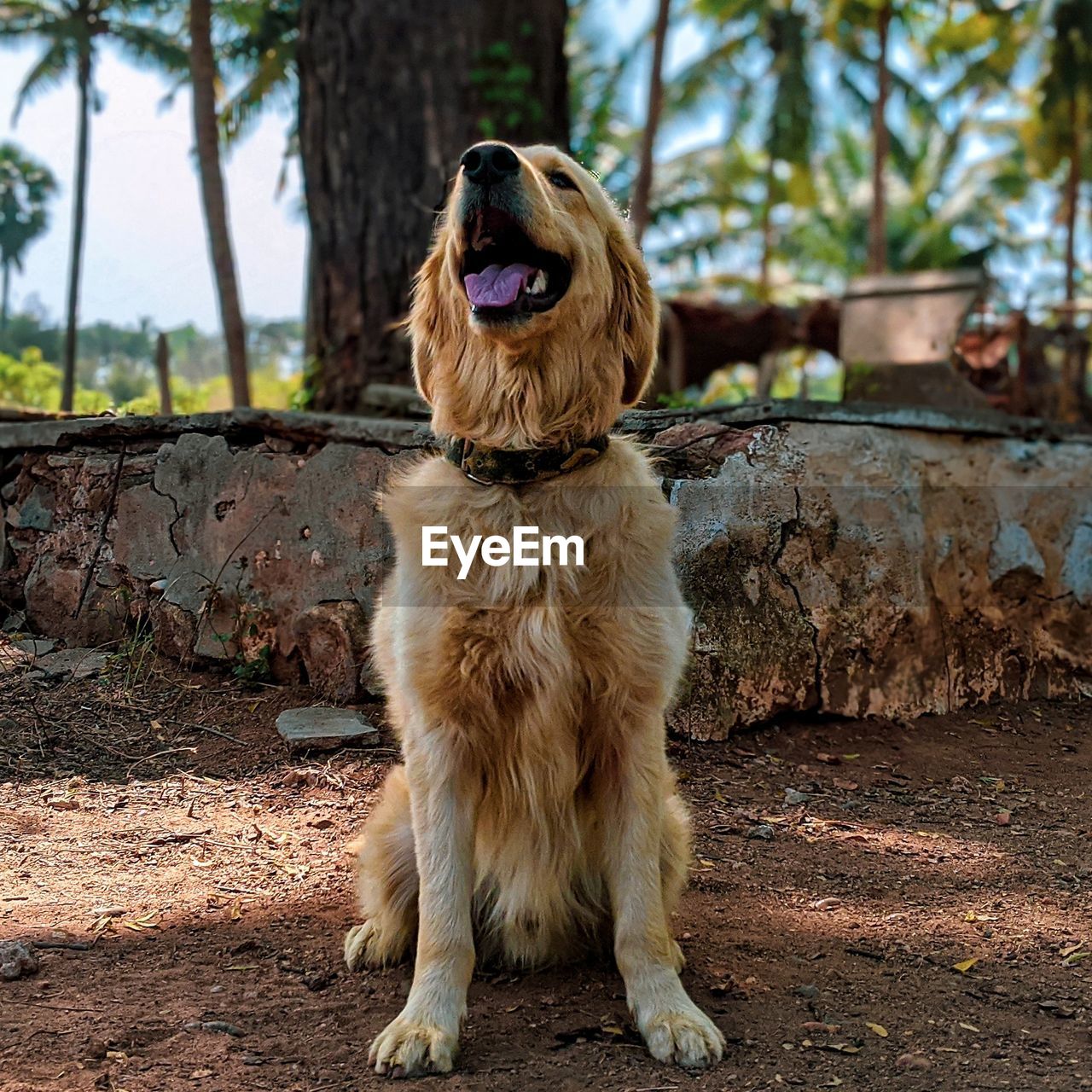 Dog looking away while sitting on land