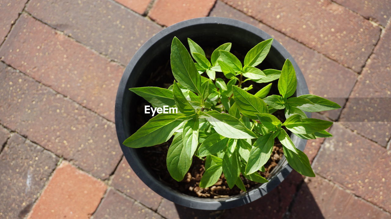 HIGH ANGLE VIEW OF PLANTS IN SUNLIGHT