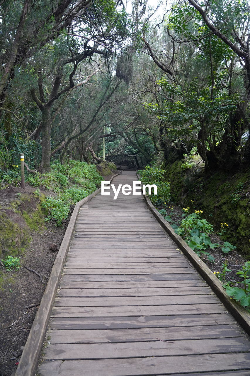 VIEW OF WOODEN BRIDGE IN FOREST