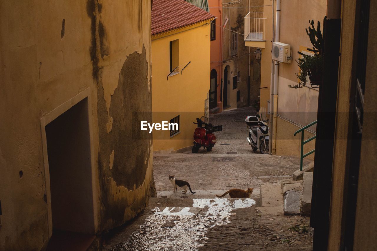 High angle view of cats on walkway amidst houses