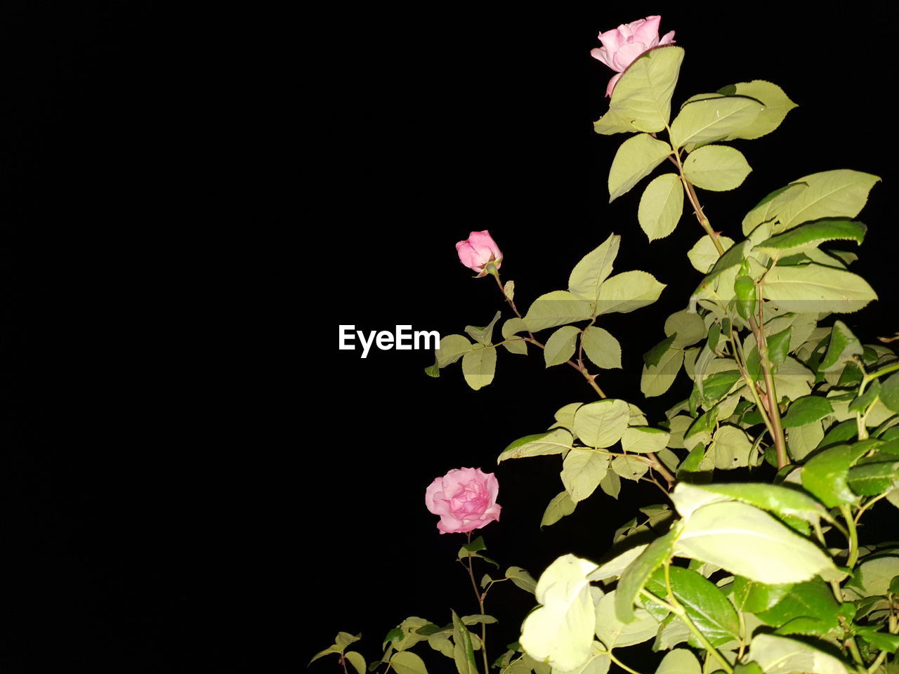 CLOSE-UP OF PINK FLOWERING PLANT AT NIGHT