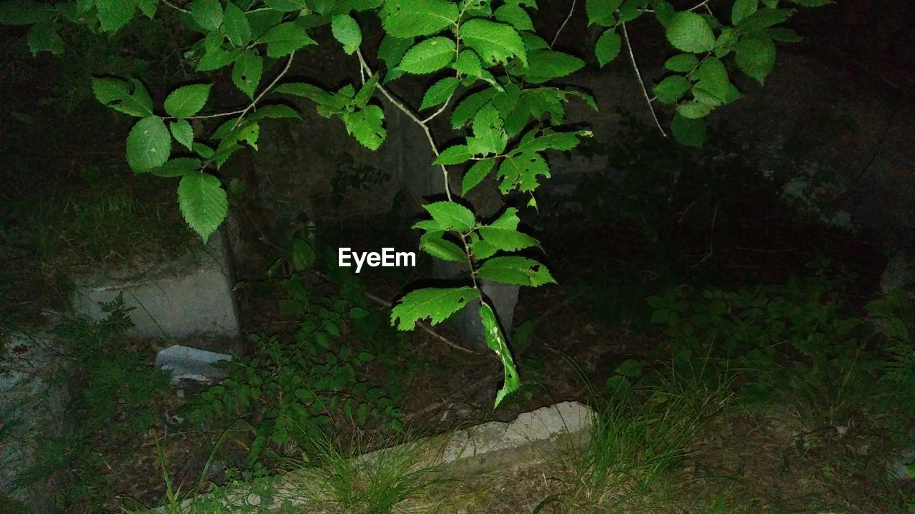 HIGH ANGLE VIEW OF LEAVES ON PLANT IN FOREST