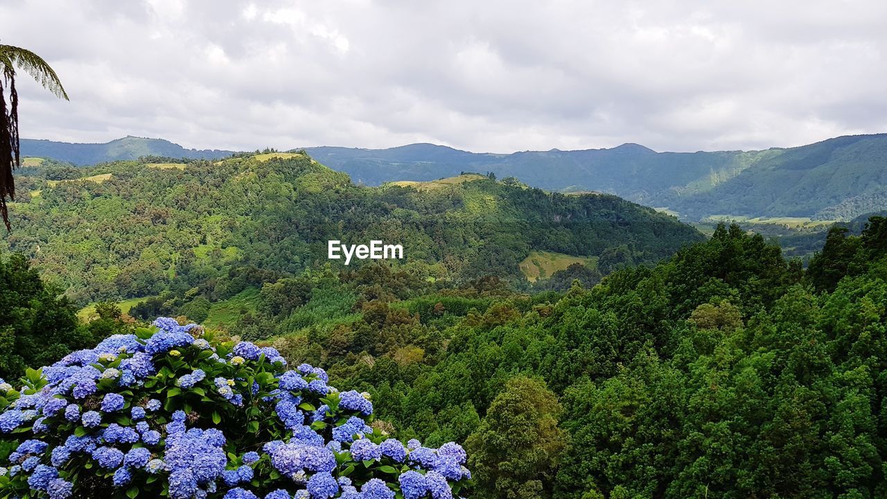 SCENIC VIEW OF FLOWERING PLANTS AGAINST CLOUDY SKY