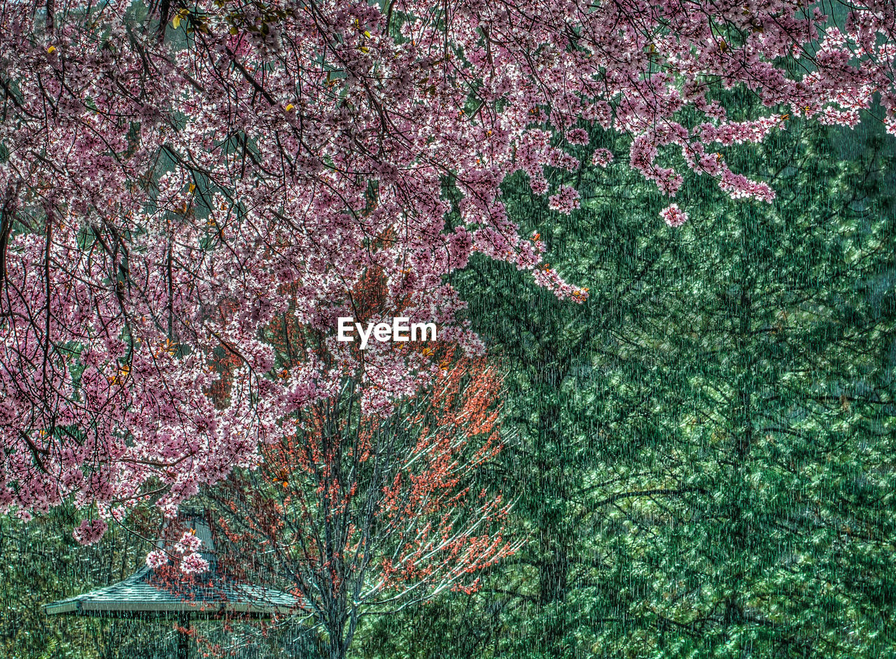 FULL FRAME SHOT OF PINK FLOWERS ON FIELD