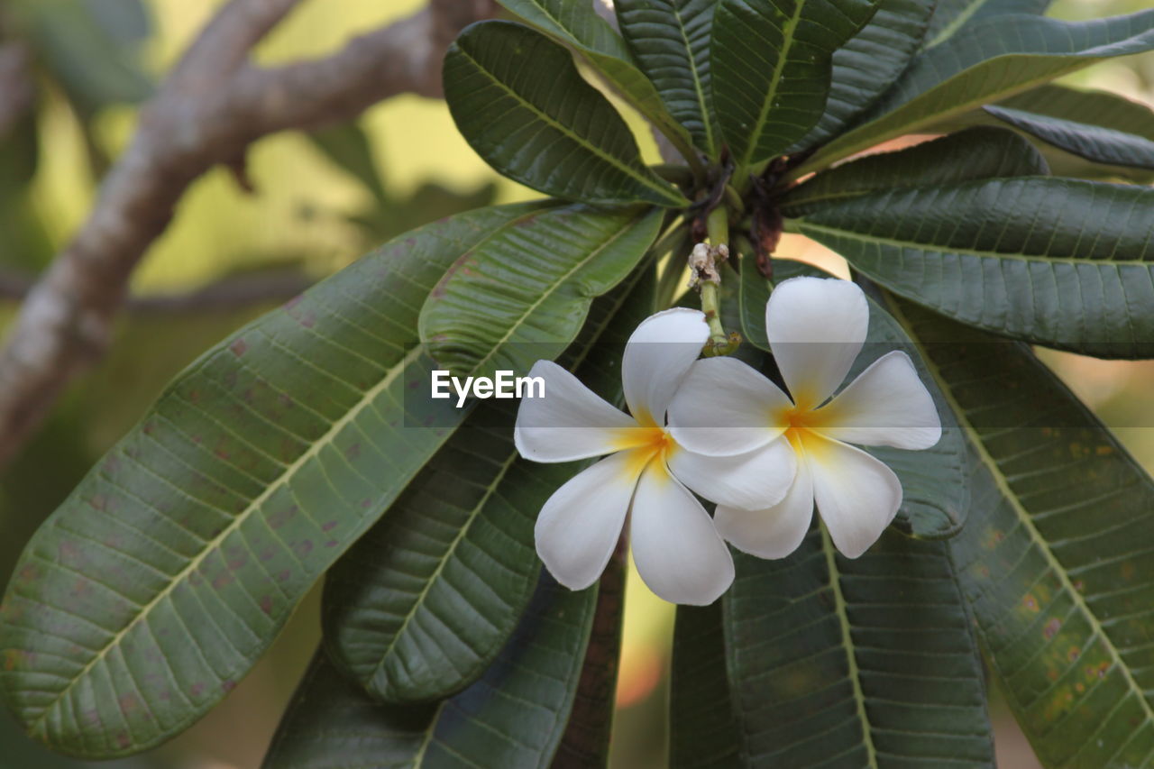 Close-up of frangipani on plant