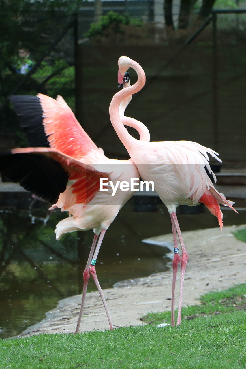 View of flamingo in lake