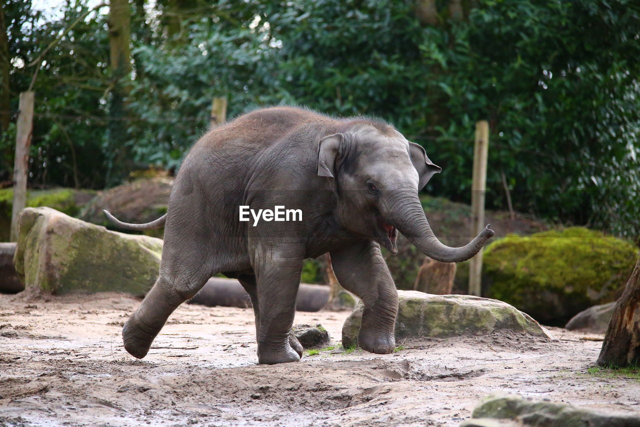 Close up of elephant calf