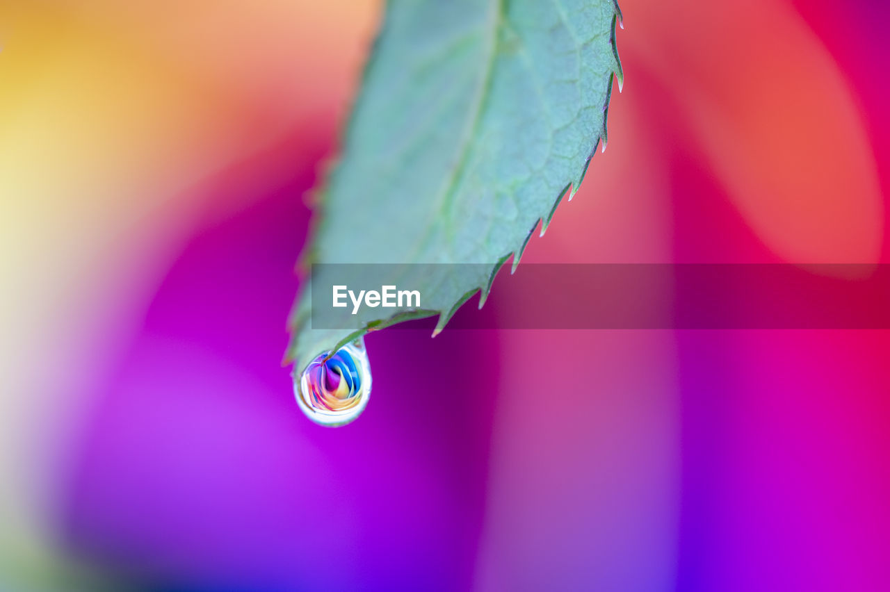CLOSE-UP OF INSECT ON PURPLE LEAF