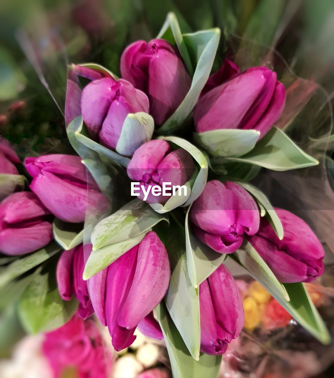 CLOSE-UP OF PINK FLOWER