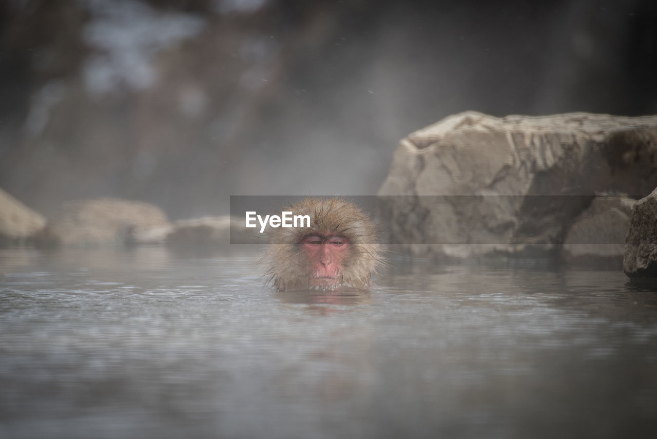 Macaque relaxing in lake